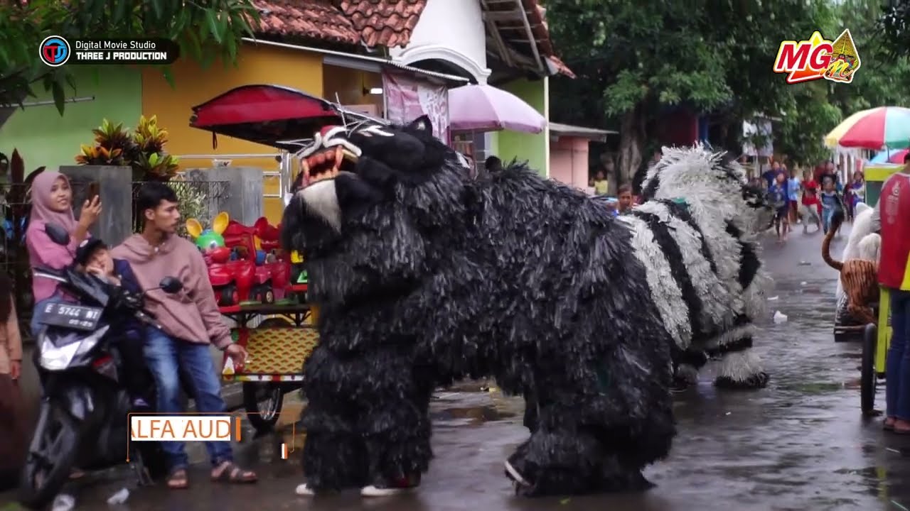 033 THE TIGER BUROK MGM PIMP A ENDI LIVE CIKULAK 12 NOV 2022