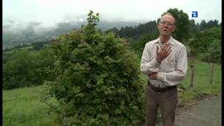 Un inglés n'Asturies: "Asturies nun ye España"
