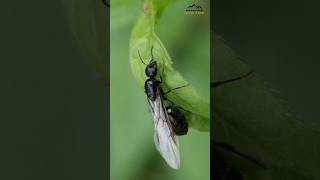 the cause of flying ants #animals #ants #shorts