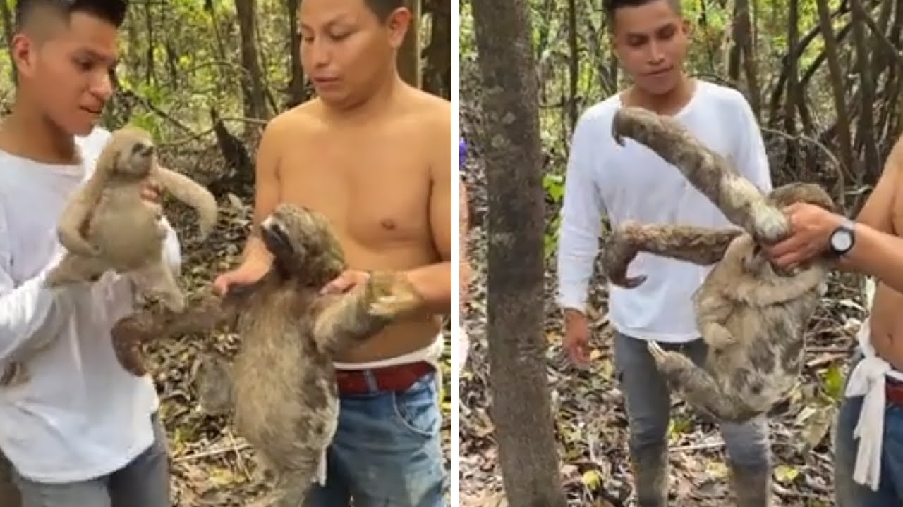 Baby sloth preciously reunited with mother #shorts - YouTube