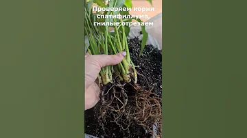 Пересадка спатифиллума, быстро и просто. Женское счастье в ваших руках!