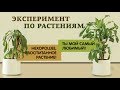 Школьники оскорбляли растение целый месяц и в итоге получили довольно странный результат