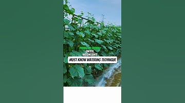 The Right Way to Water Cucumbers #shorts #gardeningtips #smartfarming #agriculture