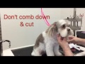 Sue Wright - dog grooming - Maltese cross shihtzu face