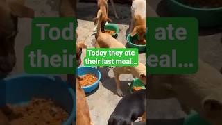 They Ate Their Last Meal Today… Please Help These Rescue Dogs 🐾💔