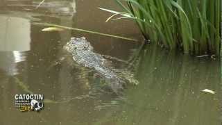 Catoctin Zoo: American Alligator feeding time