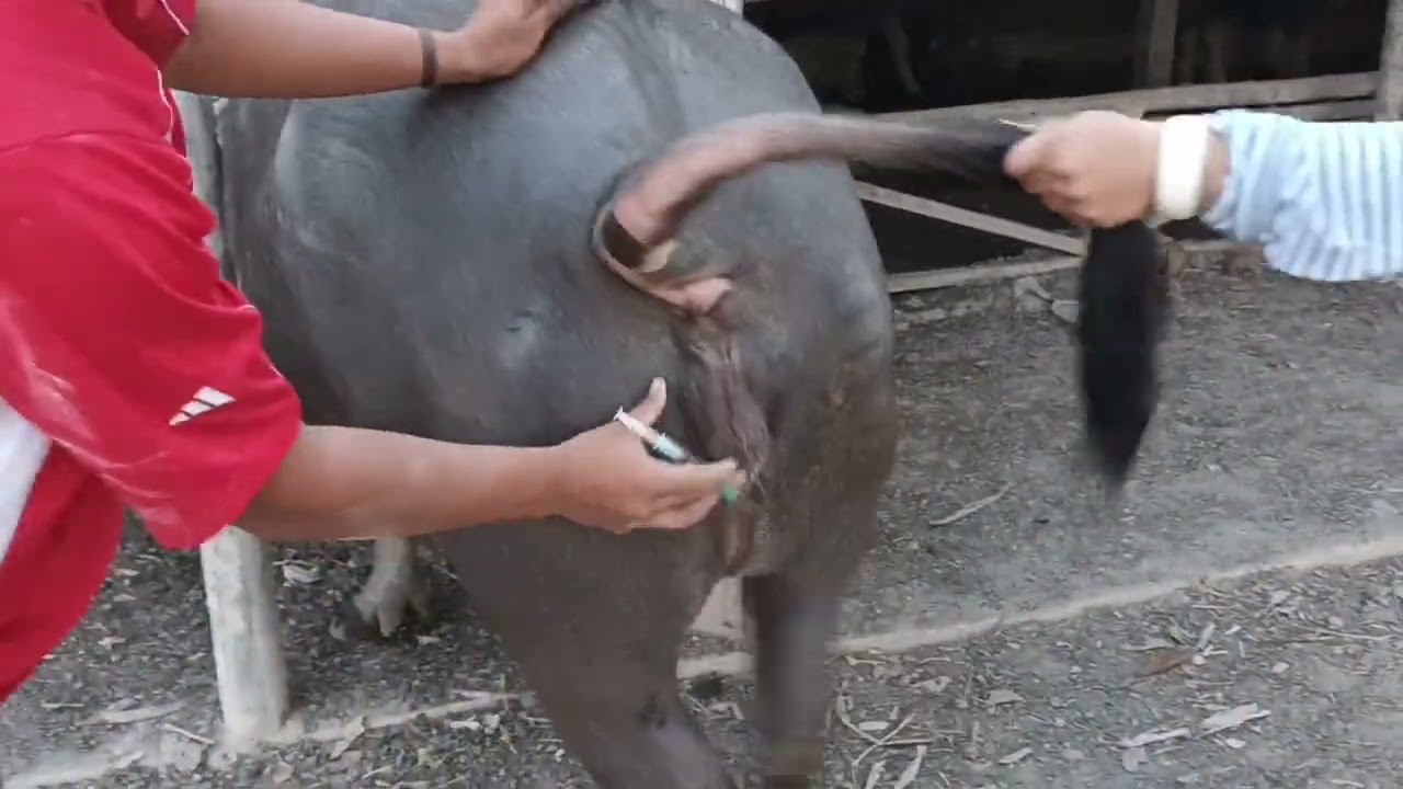 Ep696เหนี่ยวนำควายให้เป็นสัด #ความรู้ข้างคอก 36