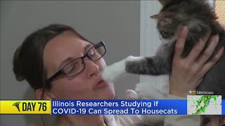 Can Domestic Cats Catch COVID-19?