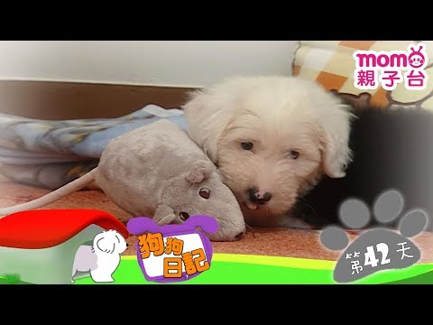 【我的大老鼠】狗狗日記：誕生第42天 │ momo親子台【官方HD完整版】 - 【我的大老鼠】狗狗日記：誕生第42天 │ momo親子台【官方HD完整版】
