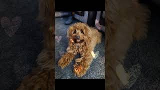 𝙞𝙢 𝙮𝙤𝙪𝙧 𝙥𝙞𝙭𝙞𝙚 𝙥𝙪𝙥