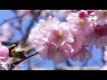 Spring Waltz -YIRUMA