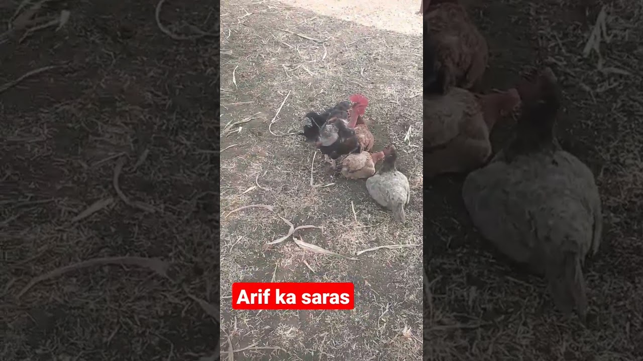 Arif ka Saras kanha hai ab