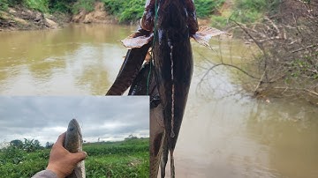 Cắm cần câu lên được Cá Lóc Bự ở Suối | ở Sông lên được Cá Bống, Cá Lóc.. | Câu Cá Giải Trí