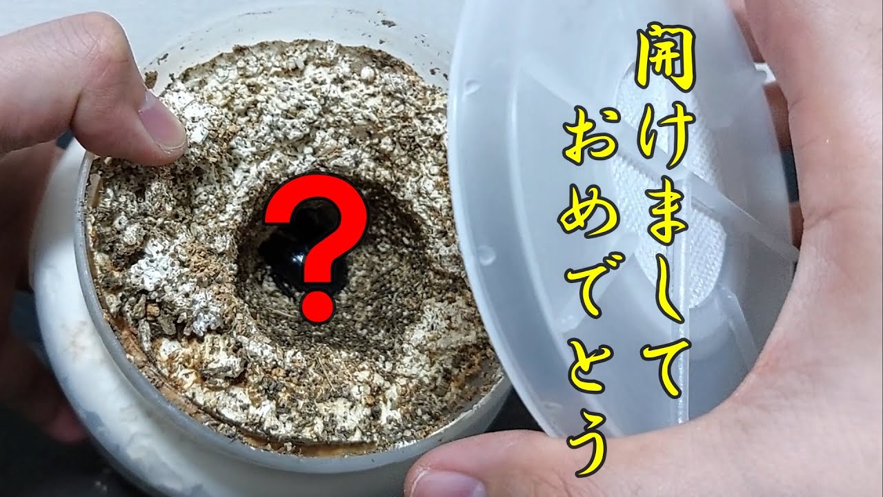 国産オオクワガタ】極太血統！！これが本当の開けましておめでとう