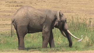 15 Fun Facts About Elephants You Never Knew!