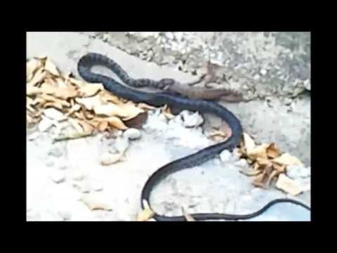 anaconda vs comodo