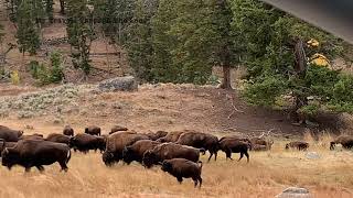 Bison Herd In Lama Valley Yellowstone 🇺🇸