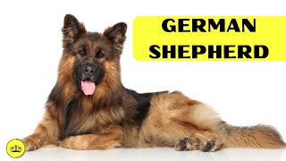 A Fascinating Journey: The Story of the German Shepherd