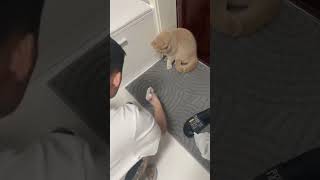 funny pets🙂 #viral #рекомендации #subscribe #youtubeshorts #tiktok #популярное #funny #music #shorts