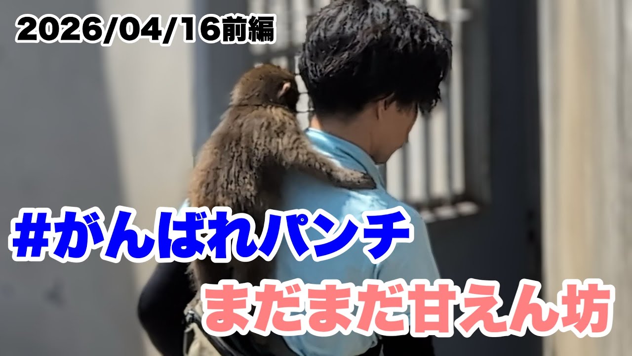 4/16前編 パンチくん、まだまだ甘えん坊(Punch-kun is still a spoiled