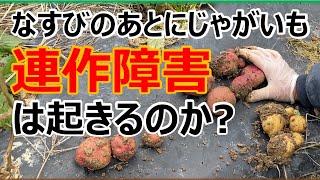 【結果発表】掘ってみた！ナス科(水なす⇒じゃがいも)連チャンで連作障害は起きるのか