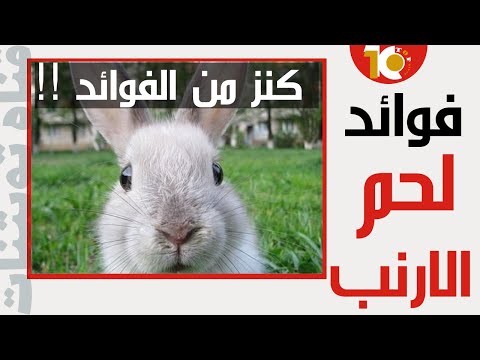 اكتشف فوائد لحم الارنب على صحتك ماهي فوائد لحم الارنب فوائد لحم الأرانب فوائد لحم الارنب 