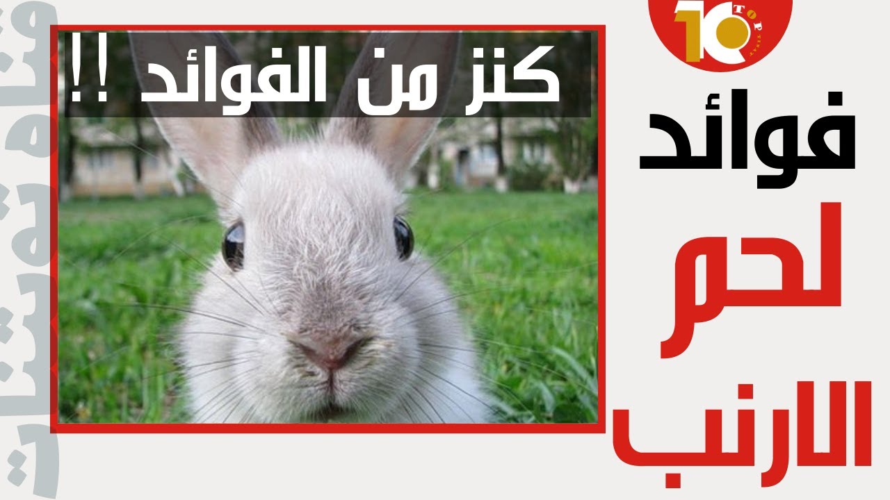 اكتشف فوائد لحم الارنب على صحتك ( ماهي فوائد لحم الارنب | فوائد لحم الأرانب )