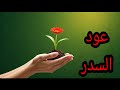عود السدر وكيف يكون سببا في كثرة مالك وارزاقك وكيف تصل الي حد الثراء المالي