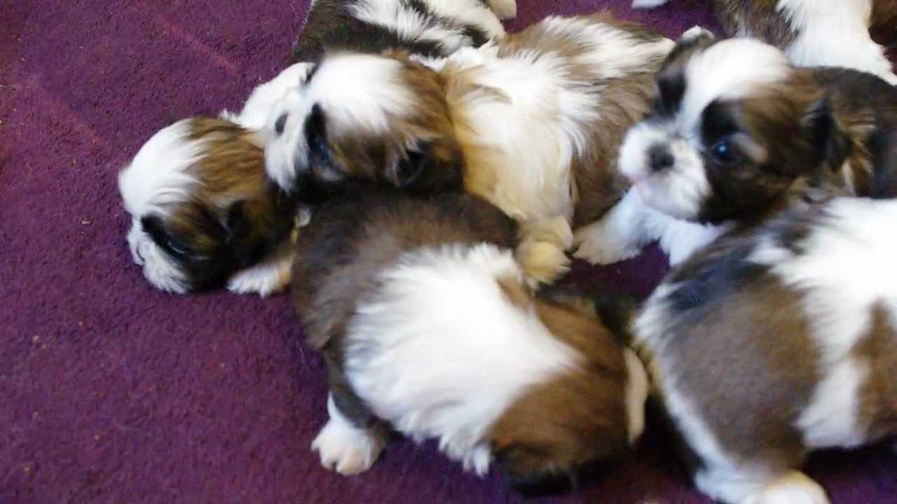 Chiots mâles shihtzu LOF de 1 mois plus petit gabarit de la portée, le mâle n°1 YouTube Chiots mâles shihtzu LOF de 1 mois plus petit gabarit de la portée, le mâle n°1 YouTube