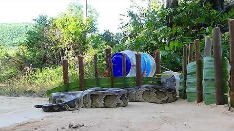 Easy Snake Trap - Creative DIY Snake Trap Using Bottle Pepsi & Mentos Cans Work 100%