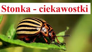 Stonka ziemniaczana - ciekawostki