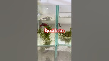 Ép cá betta liệu có thành công #Tranfish #fish #pet #bettafish #animals