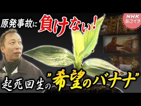 【キラッと東北旅】原発事故を乗り越えて…実れ！新名産バナナ 福島県広野町 | あさイチ | NHK