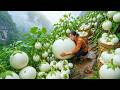 Harvesting Tons Of White Eggplants From The High Mountains, Growing Vegetables To Improve Life