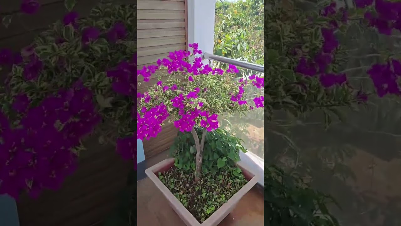 Làm cách nào để Mai nở đúng ngày TẾT vậy mọi người chỉ giúp em với ạ