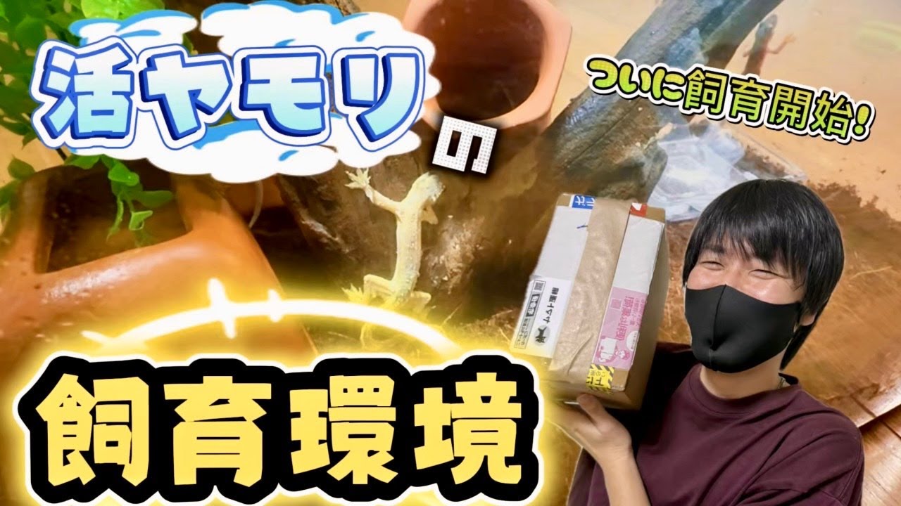【活ヤモリ】通販で購入したヤモリの飼育環境を作ってみた！