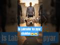 👉 Baby Labrador Puppy Ki Dard Bhari Kahani💔#labrador #shortsfeed #ytalgorithm #shorts #youtubeshorts