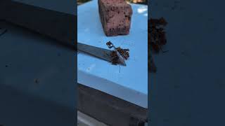 bee yard predator