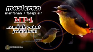 masteran nembak rapat, jeda alami burung mantenan gacor dengan terapi air