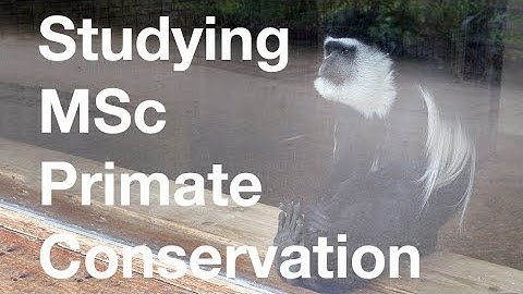 MSc Primate Conservation: observing primate behaviour | Oxford Brookes University