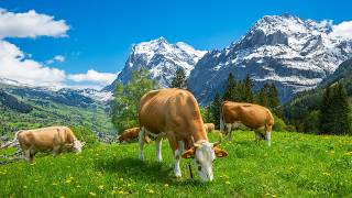 Stunning Nature in Switzerland Jungfrau Region Grindelwald Lauterbrunnen