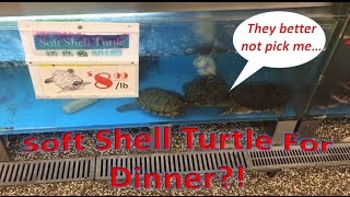Soft Shell Turtle For Dinner?! screenshot 1