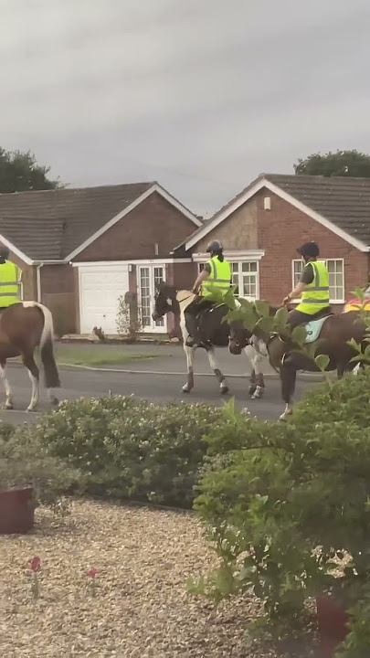 👀beautiful horses🐴🎠#omg #amazing #animals #viral #horse #riders #horseriding #shorts #shortsfeed