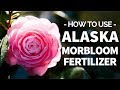 How to Use Alaska Morbloom Fertilizer