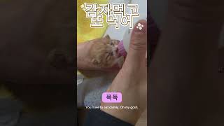 #감자먹고또먹고#고양이#길냥이구조#길고양이#cat#길냥이#고양이일상#반려묘#고양이영상#고양이집사#고양이새끼#고양이훈련#고양이간식#고양이출산#새끼고양이#새끼#baby#애완동물