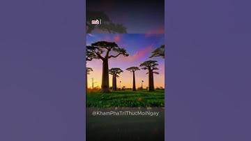 Tại sao cây bao báp được coi là báu vật của châu Phi nhưng lại trở thành 