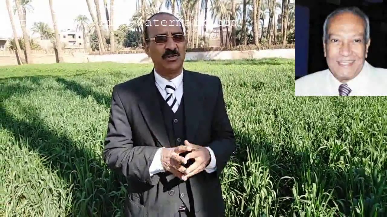 ابن قنا ...رائد الدراما الصعيدية ( المستشار محمد صفاء عامر ) ابن فاو غرب بمركز دشنا