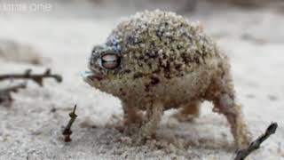 ANGRY AHHHHH FROG