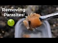 Removing Blood Sucking Parasites From Shrimp