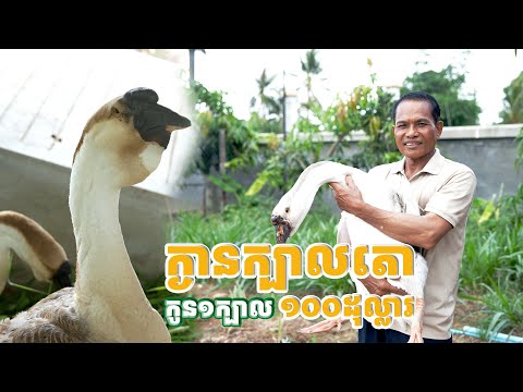 ដំបូងគិតថា ចិញ្ចឹមក្ងានក្បាលតោជាការកម្សាន្ត ឥឡូវ ក្ងានចិញ្ចឹមវិញ